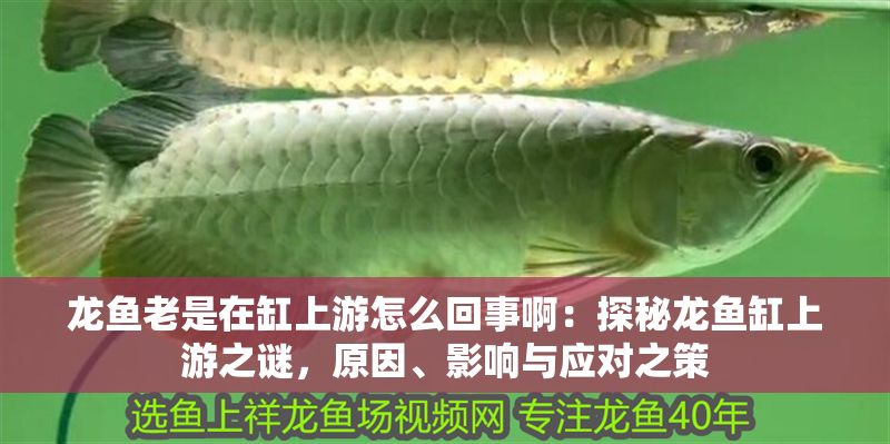 龍魚老是在缸上游怎么回事?。禾矫佚堲~缸上游之謎，原因、影響與應對之策