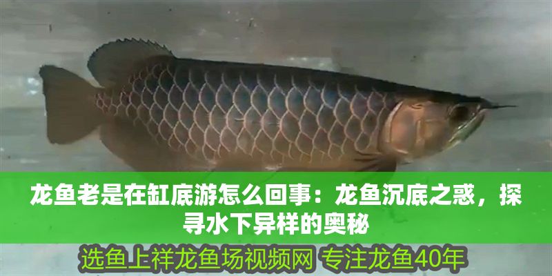 龍魚(yú)老是在缸底游怎么回事：龍魚(yú)沉底之惑，探尋水下異樣的奧秘 龍魚(yú)老是在缸底游怎么回事：龍魚(yú)沉底之惑，探尋水下異樣的奧秘 龍魚(yú)百科 第1張