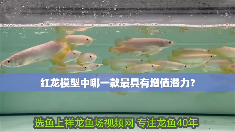 龍魚與錦鯉混養：龍魚與錦鯉混養的注意事項 龍魚與錦鯉混養：龍魚與錦鯉混養的注意事項 龍魚百科