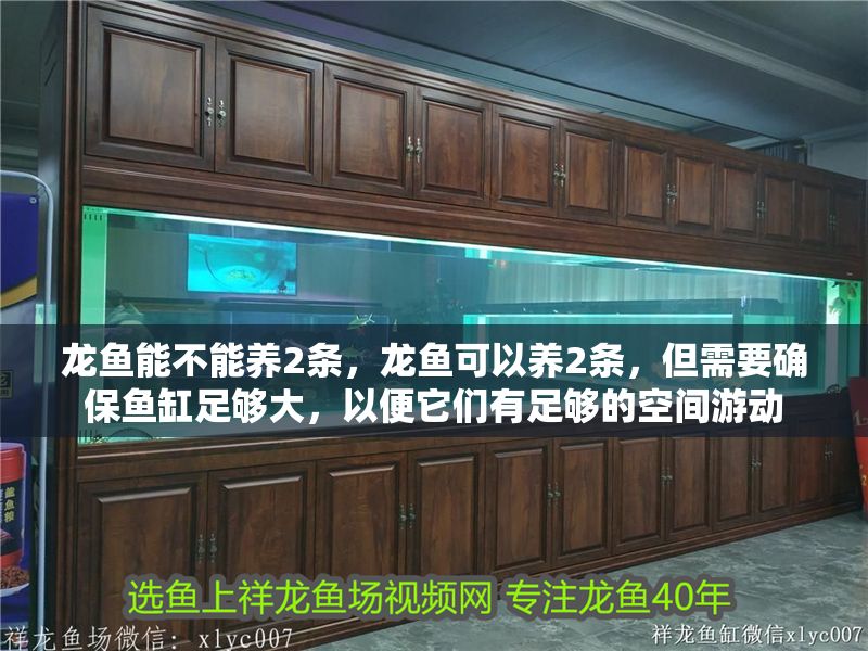 龍魚能不能養(yǎng)2條，龍魚可以養(yǎng)2條，但需要確保魚缸足夠大，以便它們有足夠的空間游動