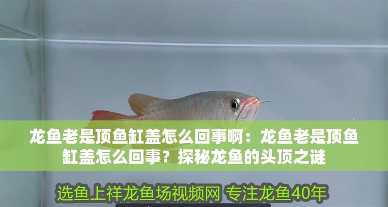 龍魚老是頂魚缸蓋怎么回事?。糊堲~老是頂魚缸蓋怎么回事？探秘龍魚的頭頂之謎