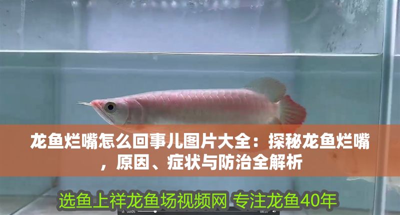 龍魚爛嘴怎么回事兒圖片大全：探秘龍魚爛嘴，原因、癥狀與防治全解析