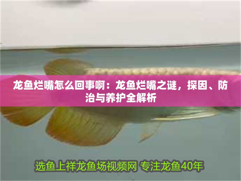 龍魚爛嘴怎么回事?。糊堲~爛嘴之謎，探因、防治與養護全解析 龍魚爛嘴怎么回事?。糊堲~爛嘴之謎，探因、防治與養護全解析 龍魚百科 第1張