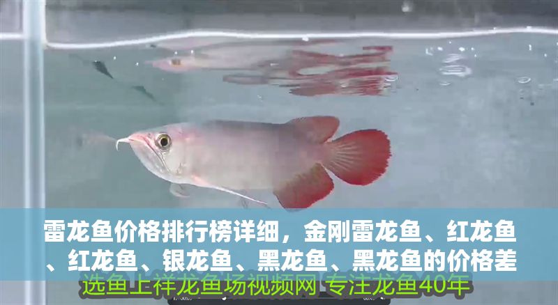 雷龍魚價格排行榜詳細(xì)，金剛雷龍魚、紅龍魚、紅龍魚、銀龍魚、黑龍魚、黑龍魚的價格差異