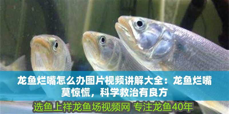 龍魚爛嘴怎么辦圖片視頻講解大全：龍魚爛嘴莫驚慌，科學救治有良方