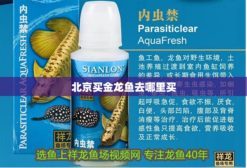 <strong><mark>北京</mark></strong>買金龍魚去哪里買