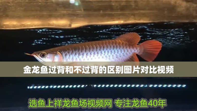 金龍魚過背和不過背的區別圖片對比視頻