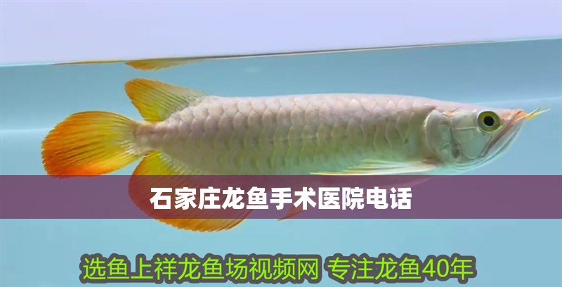 石家莊龍魚手術(shù)醫(yī)院電話