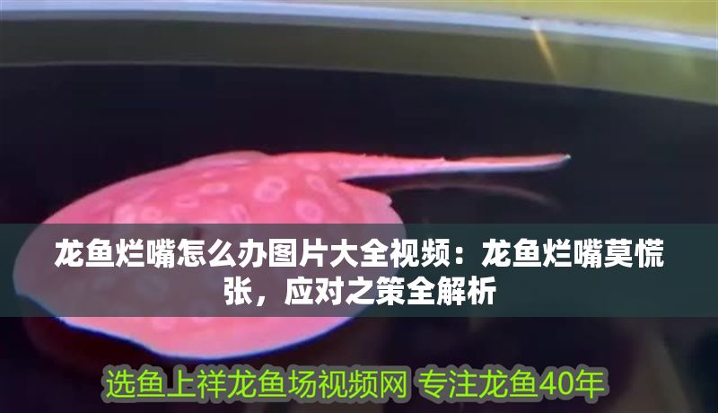 龍魚爛嘴怎么辦圖片大全視頻：龍魚爛嘴莫慌張，應對之策全解析