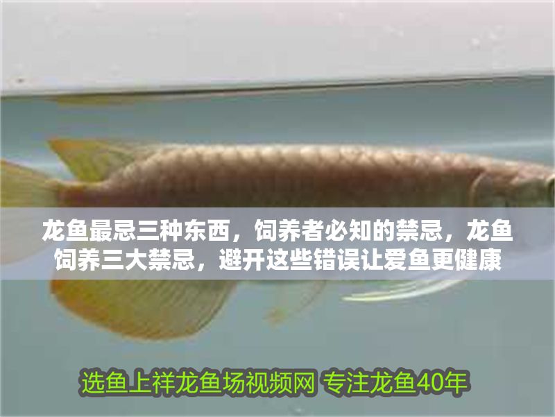 龍魚最忌三種東西，飼養(yǎng)者必知的禁忌，龍魚飼養(yǎng)三大禁忌，避開這些錯誤讓愛魚更健康