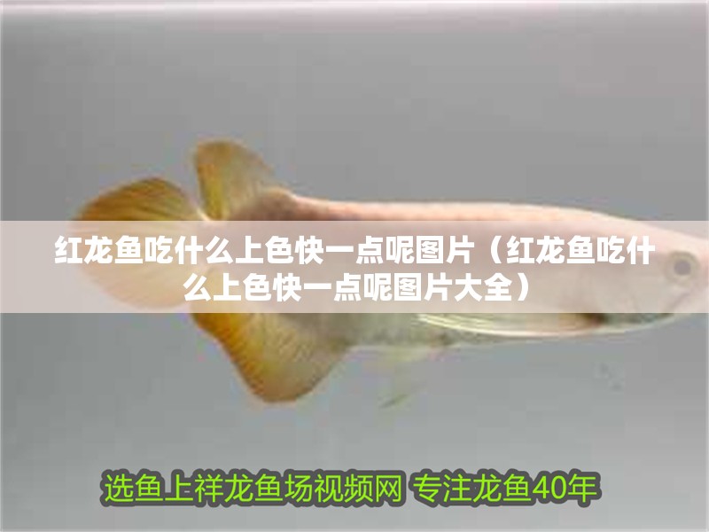 紅龍魚吃什么上色快一點呢圖片（紅龍魚吃什么上色快一點呢圖片大全）