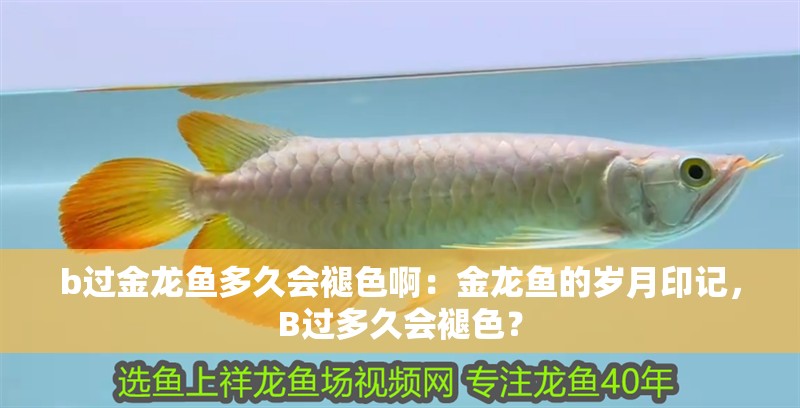 b過金龍魚多久會褪色?。航瘕堲~的歲月印記，B過多久會褪色？