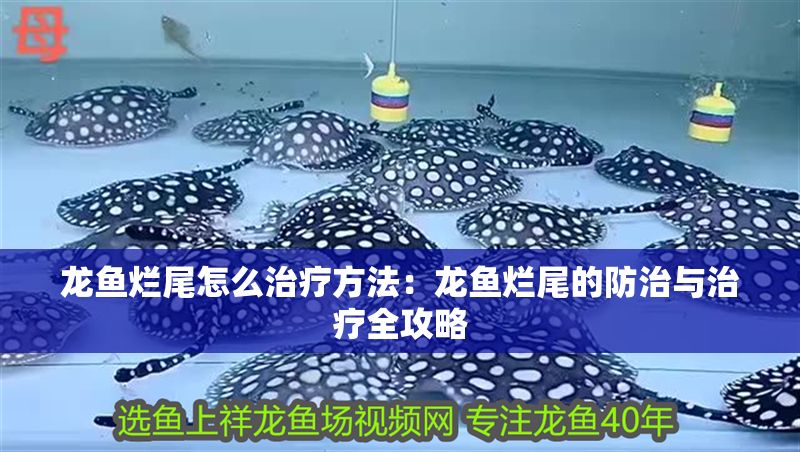 龍魚爛尾怎么治療方法：龍魚爛尾的防治與治療全攻略
