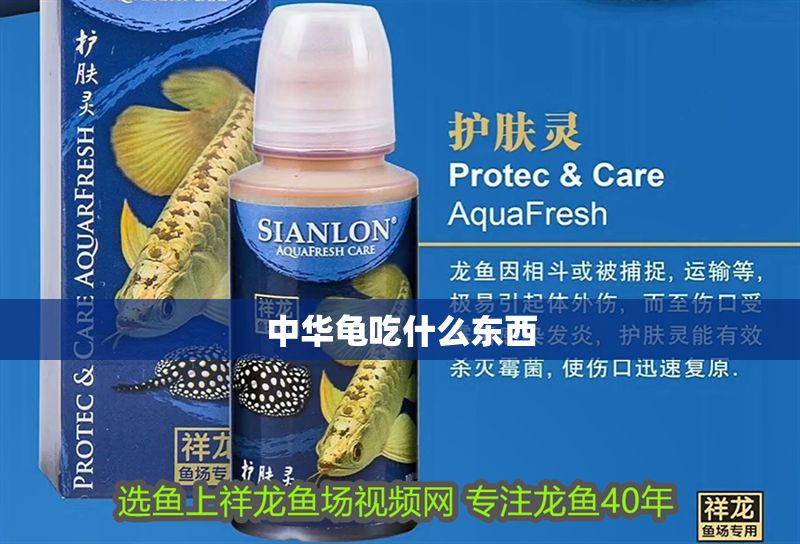 中華龜吃什么東西