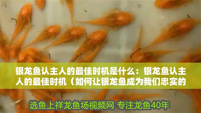 銀龍魚認(rèn)主人的最佳時機(jī)是什么：銀龍魚認(rèn)主人的最佳時機(jī)（如何讓銀龍魚成為我們忠實的朋友）
