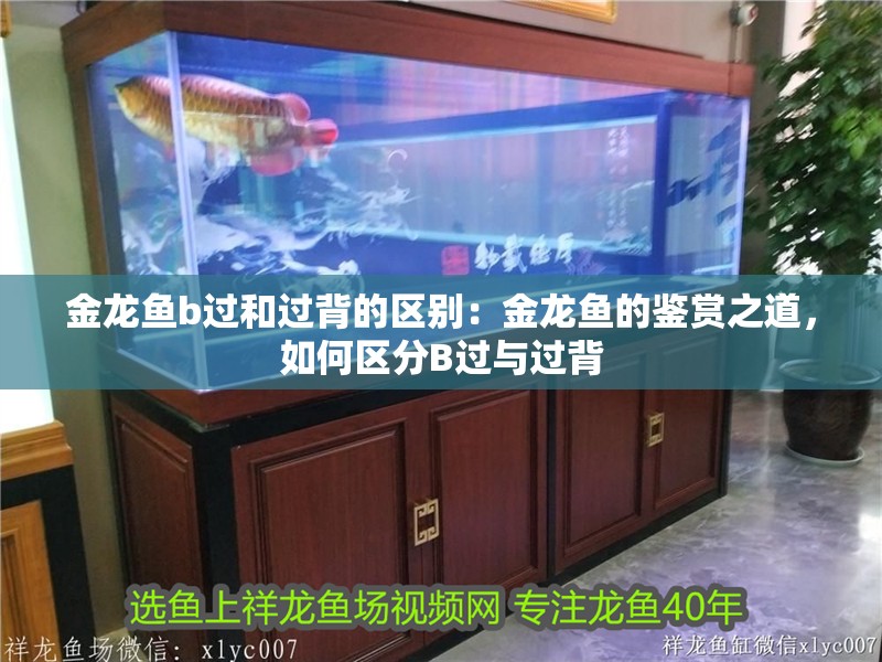 金龍魚b過和過背的區別：金龍魚的鑒賞之道，如何區分B過與過背