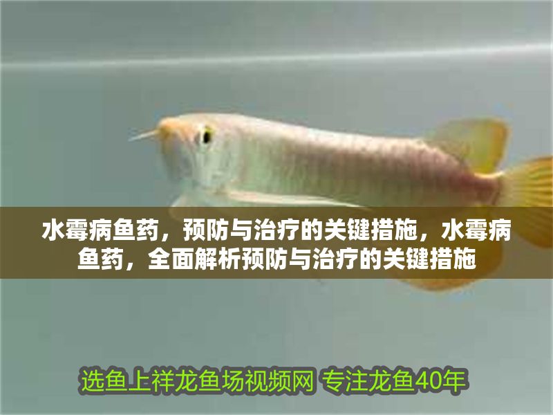 水霉病魚藥，預防與治療的關鍵措施，水霉病魚藥，全面解析預防與治療的關鍵措施