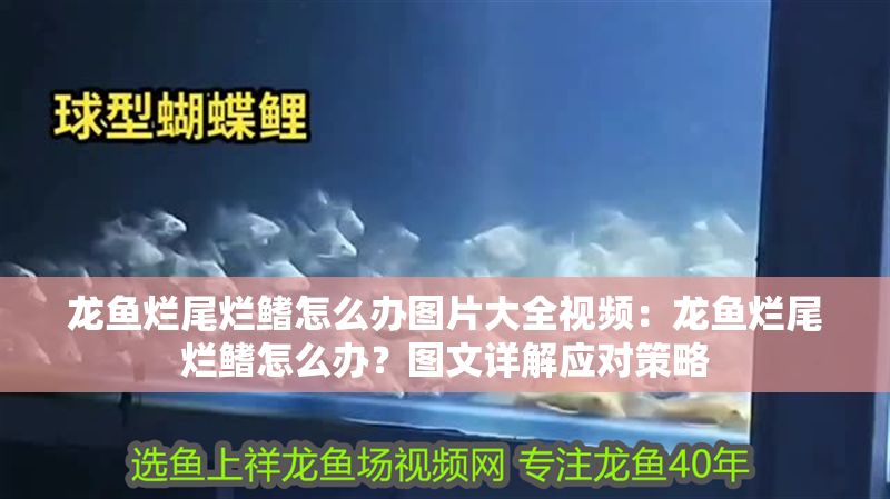龍魚爛尾爛鰭怎么辦圖片大全視頻：龍魚爛尾爛鰭怎么辦？圖文詳解應對策略
