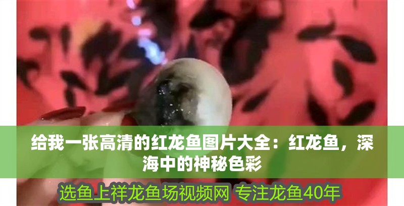 給我一張高清的紅龍魚圖片大全：紅龍魚，深海中的神秘色彩