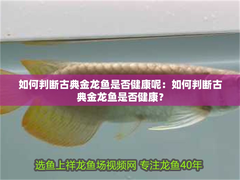 如何判斷古典金龍魚是否健康呢：如何判斷古典金龍魚是否健康？