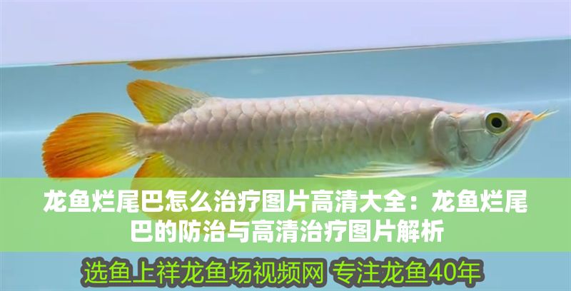 龍魚爛尾巴怎么治療圖片高清大全：龍魚爛尾巴的防治與高清治療圖片解析 龍魚爛尾巴怎么治療圖片高清大全：龍魚爛尾巴的防治與高清治療圖片解析 龍魚百科 第1張
