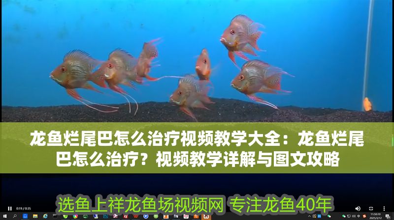 龍魚(yú)爛尾巴怎么治療視頻教學(xué)大全：龍魚(yú)爛尾巴怎么治療？視頻教學(xué)詳解與圖文攻略 龍魚(yú)爛尾巴怎么治療視頻教學(xué)大全：龍魚(yú)爛尾巴怎么治療？視頻教學(xué)詳解與圖文攻略 龍魚(yú)百科 第1張