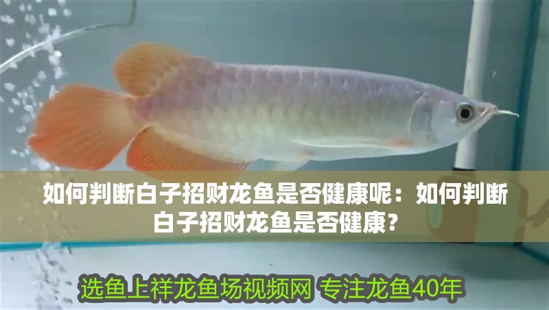 如何判斷白子招財龍魚是否健康呢：如何判斷白子招財龍魚是否健康？