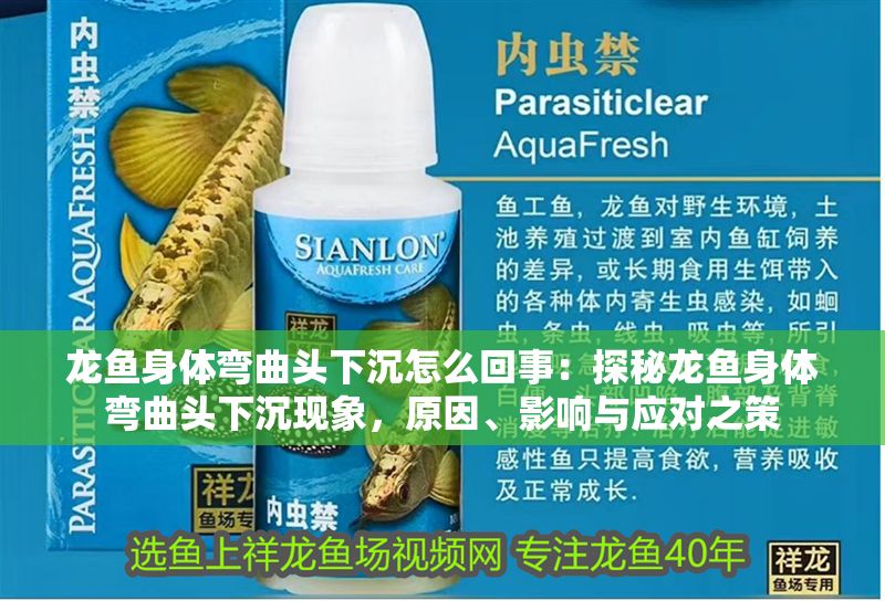 龍魚身體彎曲頭下沉怎么回事：探秘龍魚身體彎曲頭下沉現象，原因、影響與應對之策