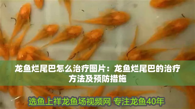 龍魚爛尾巴怎么治療圖片：龍魚爛尾巴的治療方法及預(yù)防措施