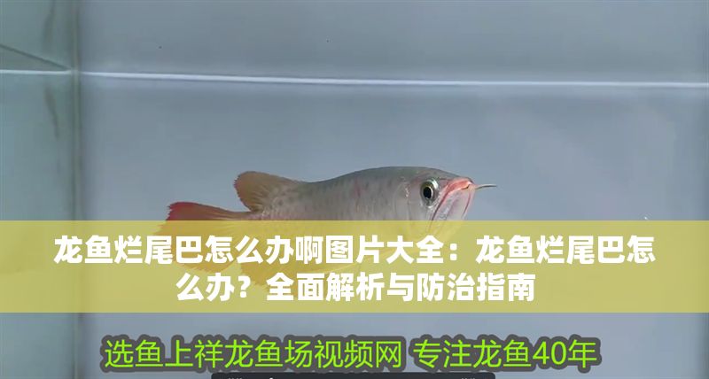 龍魚爛尾巴怎么辦啊圖片大全：龍魚爛尾巴怎么辦？全面解析與防治指南