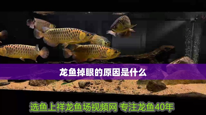 龍魚掉眼的原因是什么 龍魚掉眼的原因是什么 龍魚百科