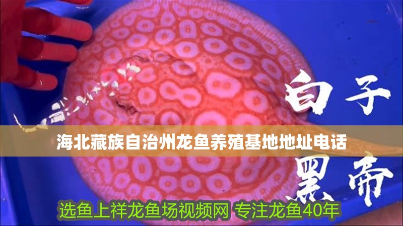 海北藏族自治州龍魚養殖基地地址電話 海北藏族自治州龍魚養殖基地地址電話 龍魚百科