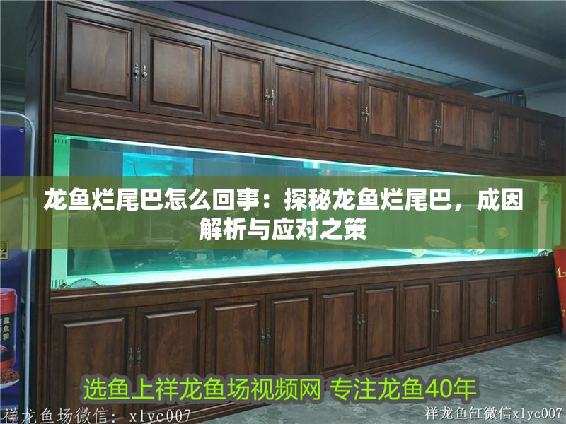 龍魚爛尾巴怎么回事：探秘龍魚爛尾巴，成因解析與應對之策