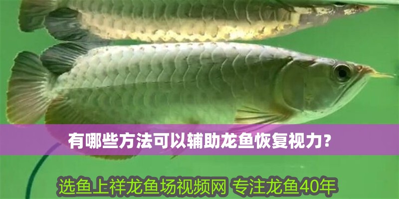有哪些方法可以輔助龍魚恢復視力？