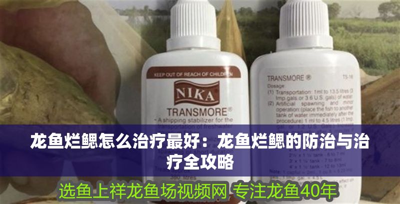 龍魚爛鰓怎么治療最好：龍魚爛鰓的防治與治療全攻略