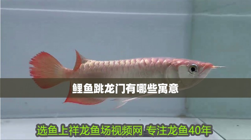 鯉魚跳龍門有哪些寓意 鯉魚跳龍門有哪些寓意 龍魚百科