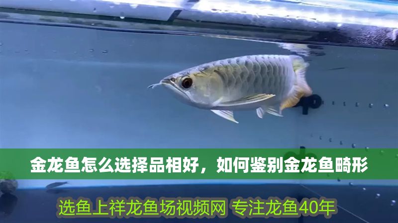 金龍魚怎么選擇品相好，如何鑒別金龍魚畸形