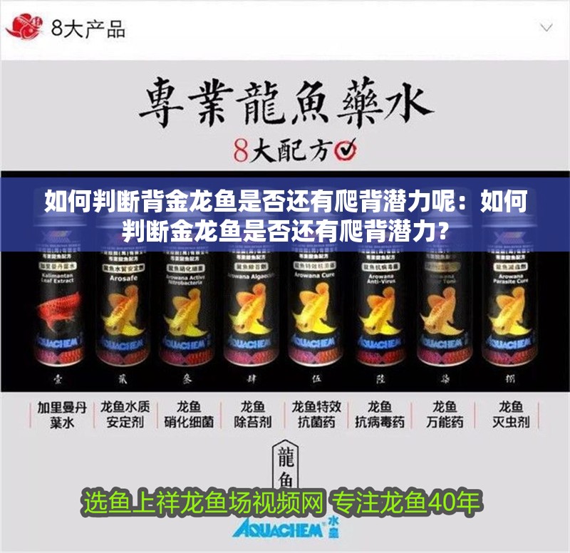 如何判斷背金龍魚是否還有爬背潛力呢：如何判斷金龍魚是否還有爬背潛力？