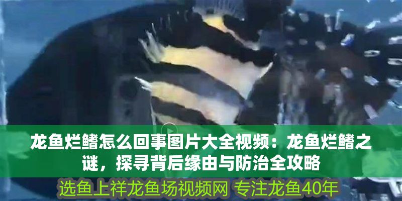 龍魚爛鰭怎么回事圖片大全視頻：龍魚爛鰭之謎，探尋背后緣由與防治全攻略