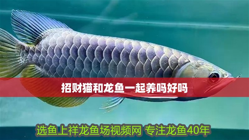 招財貓和龍魚一起養嗎好嗎