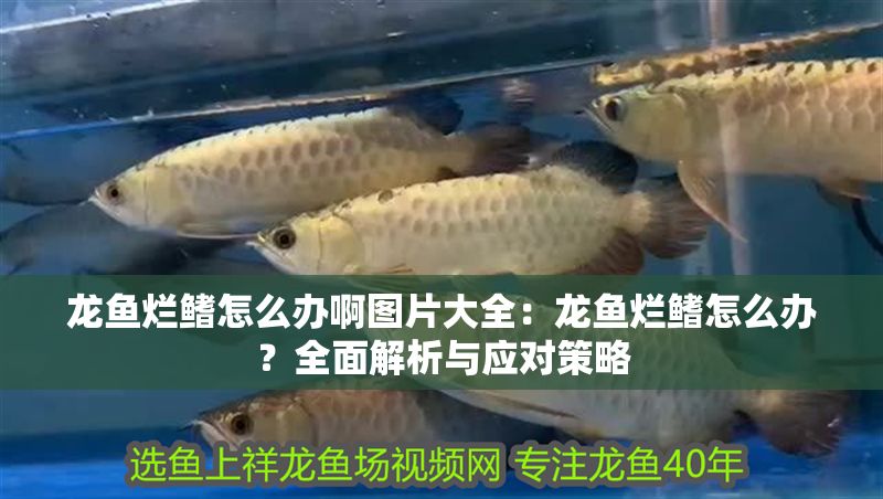 龍魚爛鰭怎么辦啊圖片大全：龍魚爛鰭怎么辦？全面解析與應對策略