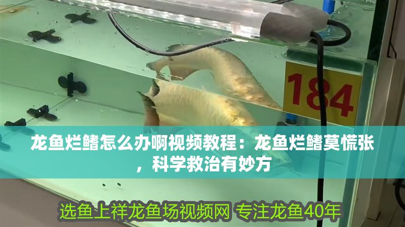 龍魚爛鰭怎么辦啊視頻教程：龍魚爛鰭莫慌張，科學救治有妙方