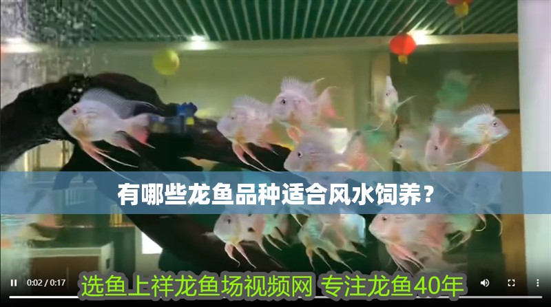 有哪些龍魚品種適合風(fēng)水飼養(yǎng)？