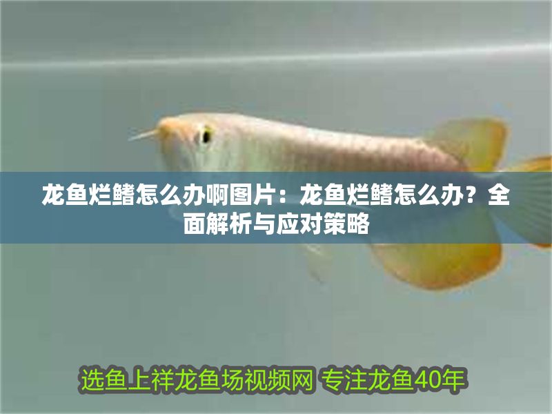 龍魚爛鰭怎么辦啊圖片：龍魚爛鰭怎么辦？全面解析與應對策略