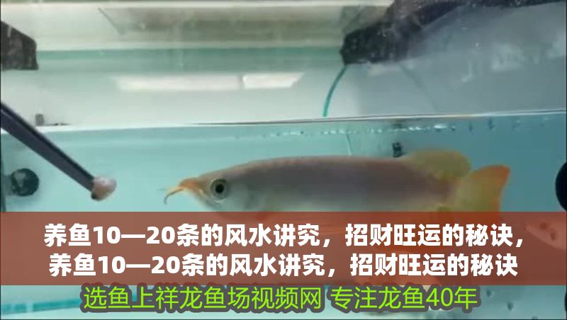 養魚10—20條的風水講究，招財旺運的秘訣，養魚10—20條的風水講究，招財旺運的秘訣