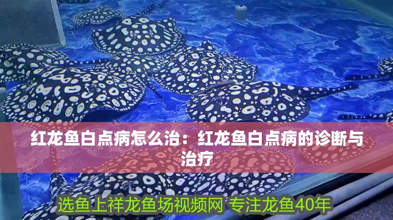 紅龍魚白點病怎么治：紅龍魚白點病的診斷與治療
