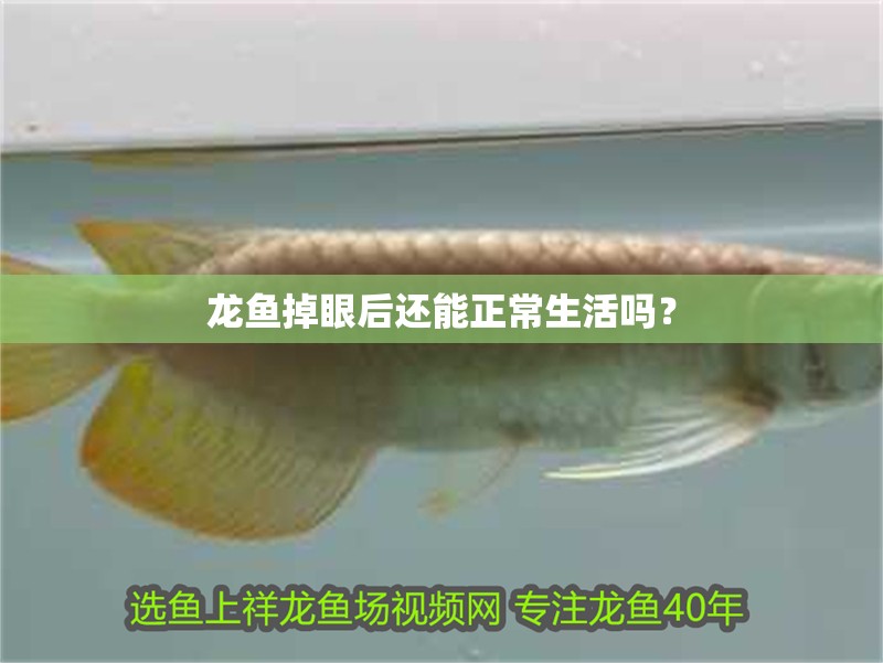 龍魚掉眼后還能正常生活嗎？