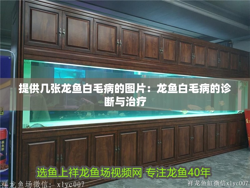 提供幾張龍魚白毛病的圖片：龍魚白毛病的診斷與治療