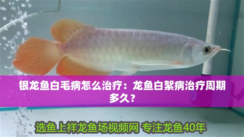 銀龍魚白毛病怎么治療：龍魚白絮病治療周期多久？