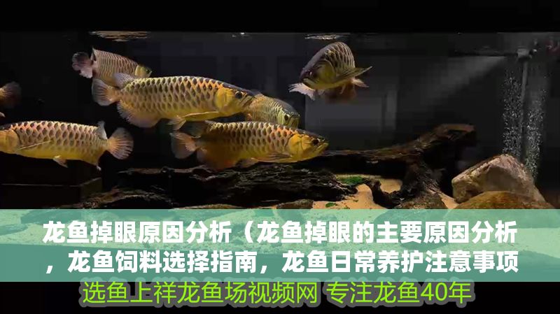 龍魚掉眼原因分析（龍魚掉眼的主要原因分析，龍魚飼料選擇指南，龍魚日常養護注意事項）